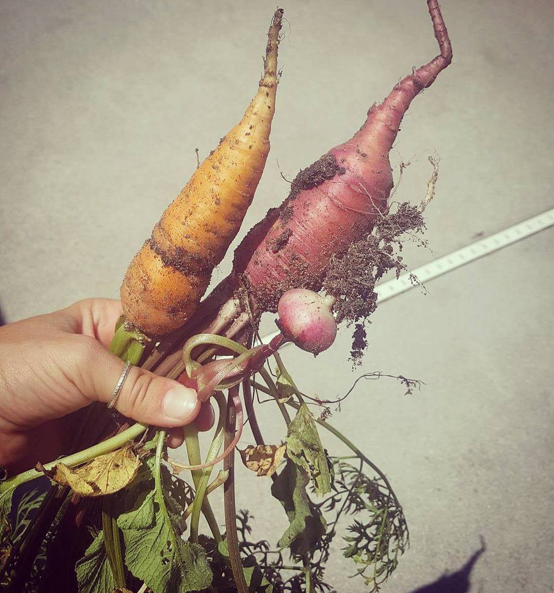 20157869_10209667431791789_5364874985643416801_o