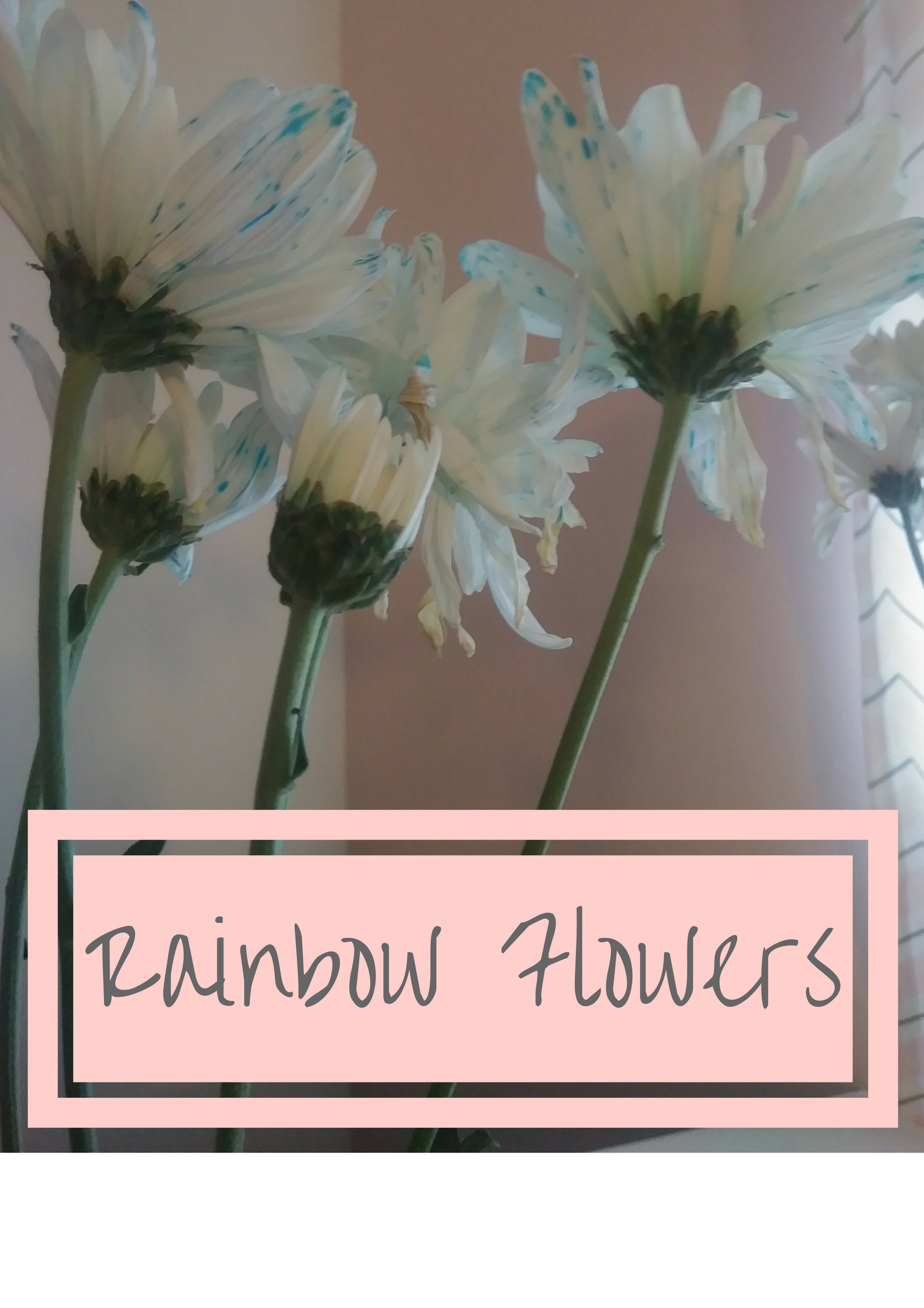 RainbowFlowers