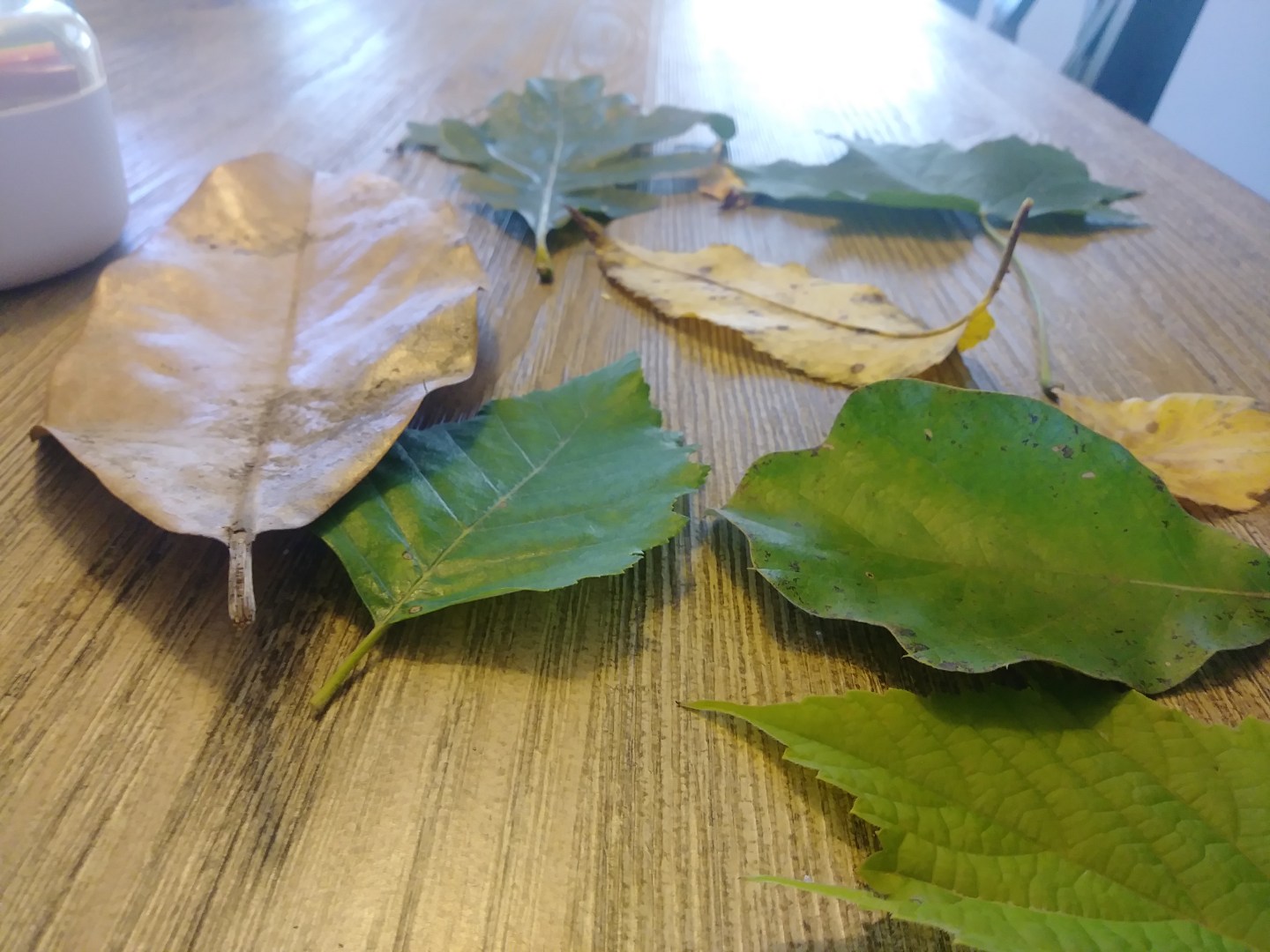 Leaf Rubbings – The Southern Yankee Mom